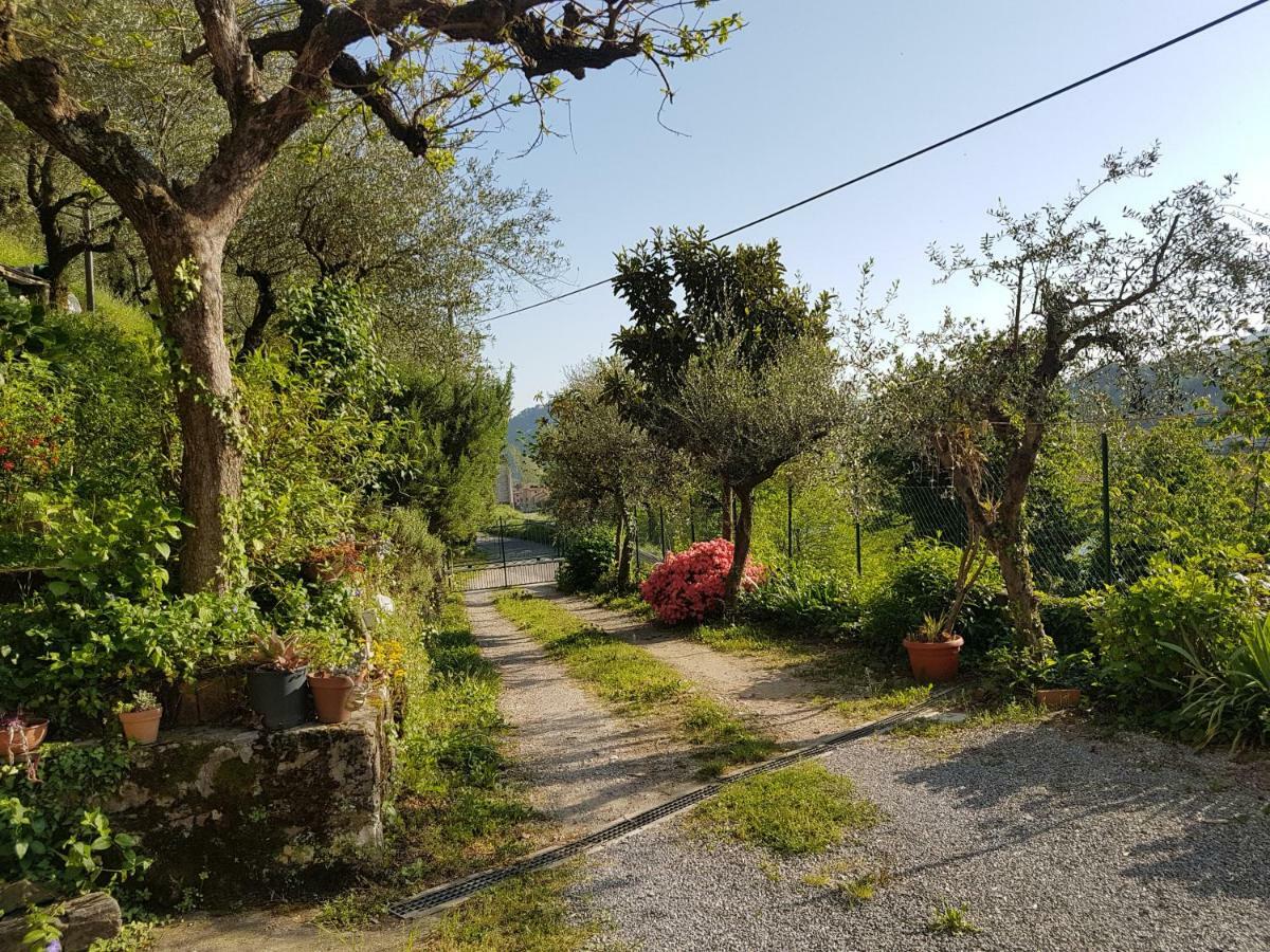Tra Gli Olivi Lägenhet Lucca Exteriör bild